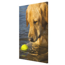 Yellow labrador with a tennis ball in the water canvas print