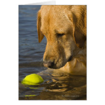 Yellow labrador with a tennis ball in the water cards