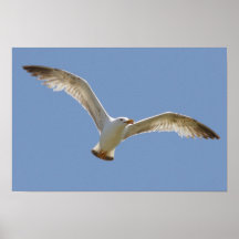 Yellow-legged Gull Poster