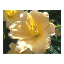 Yellow Lilies Post Card