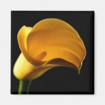 Yellow Lilly magnets
