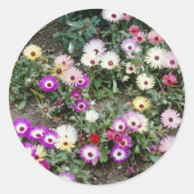 Yellow Mesembryanthemum (Ice plant) flowers Sticker