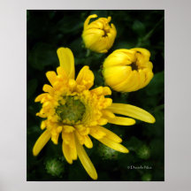 Yellow Mum Poster