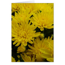 Yellow Mums, Birthday Greeting Cards