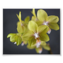 Yellow Orchid Photograph