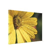 yellow osteospermum canvas print.