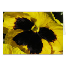 Yellow Pansy Card