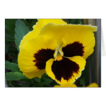 Yellow Pansy Face Greeting Card
