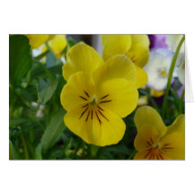 Yellow Pansy Greeting Card