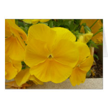 Yellow Pansy Greeting Card