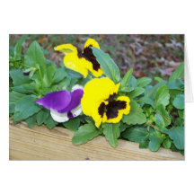 Yellow Pansy Greeting Cards