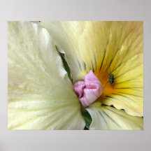 Yellow Pansy Poster