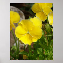 Yellow Pansy Posters