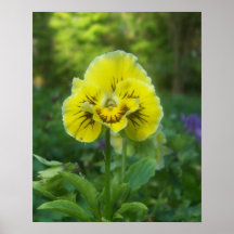 Yellow Pansy Posters
