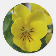 Yellow Pansy Sticker