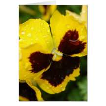 Yellow Pansy Tall Card