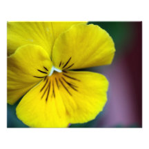 Yellow Petunia Flower Photo Art