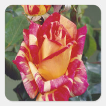 Yellow Pink Roses Stickers