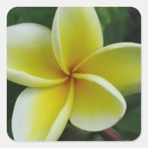 Yellow Plumeria Sticker