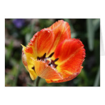 Yellow/Red Tulip Cards