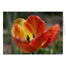 Yellow/Red Tulip Greeting Card