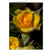 Yellow Rose Bud Card
