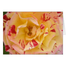 Yellow Rose Card
