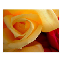Yellow rose closeup with red background postcards