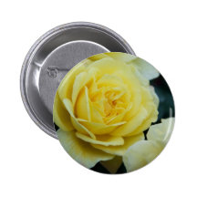 Yellow Rose DSC3677 Pins