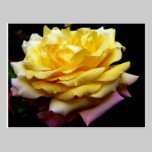 Yellow Rose Flower Postcard postcards