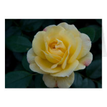 Yellow Rose Greeting Card