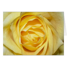 Yellow Rose Greeting Card