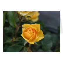 Yellow Rose Greeting Card