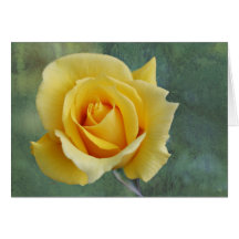 Yellow rose greeting card