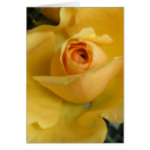 Yellow Rose Greeting Card