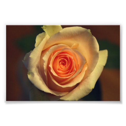 Yellow Rose Photo