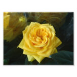 Yellow Rose Photographic Print