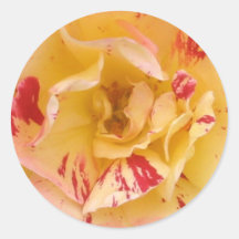 Yellow Rose Pink Flower Photo Decal Stickers