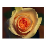 Yellow Rose Postcard