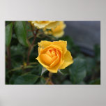 Yellow Rose Poster