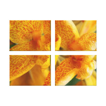 Yellow Spotted Iris Gallery Wrap Canvas