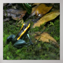 Yellow Striped Dart Frog Posters