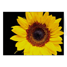 Yellow sunflower  flowers card