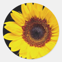 Yellow sunflower  flowers stickers