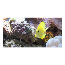 yellow tang photo card