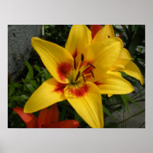 Yellow Tiger Lily Print