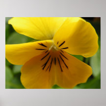Yellow Tiger Print