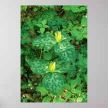 Yellow Trillium Great Smoky Mountain National Park Poster