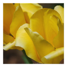 Yellow Tulips Invitations