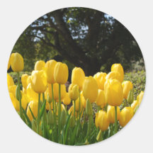 Yellow Tulips Stickers